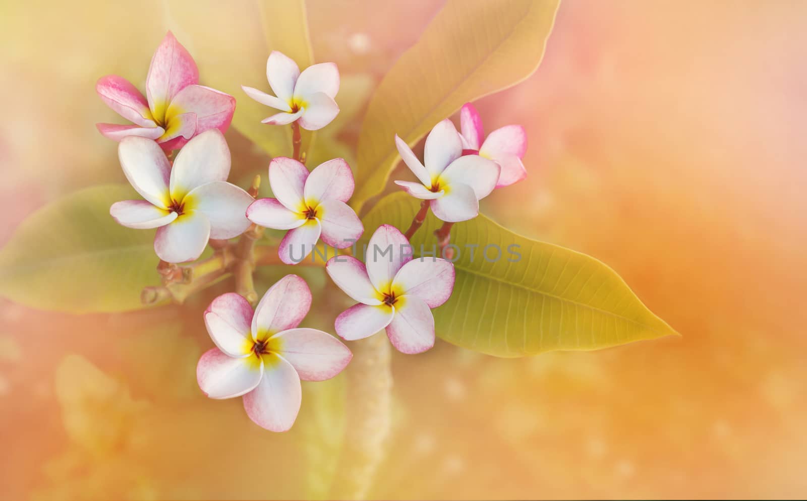 Romantic soft mood colour frangipani yellow white pink flower on pastel colour
