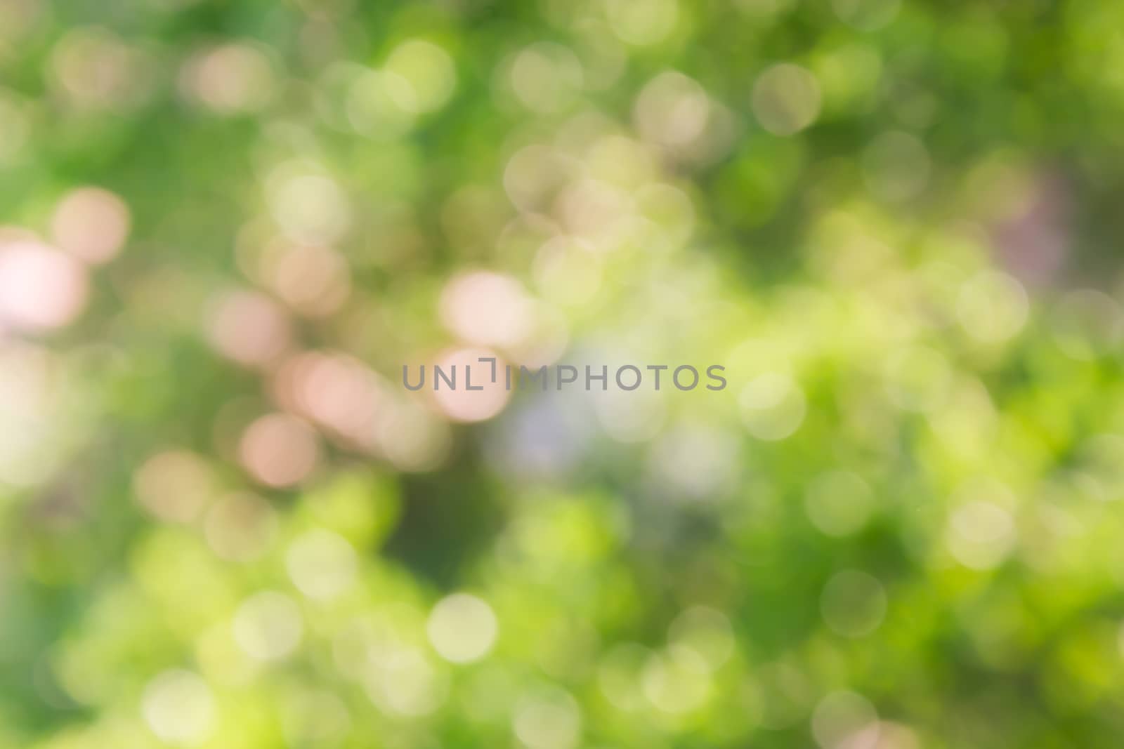 Blurred background of tree  bokeh in soft mood