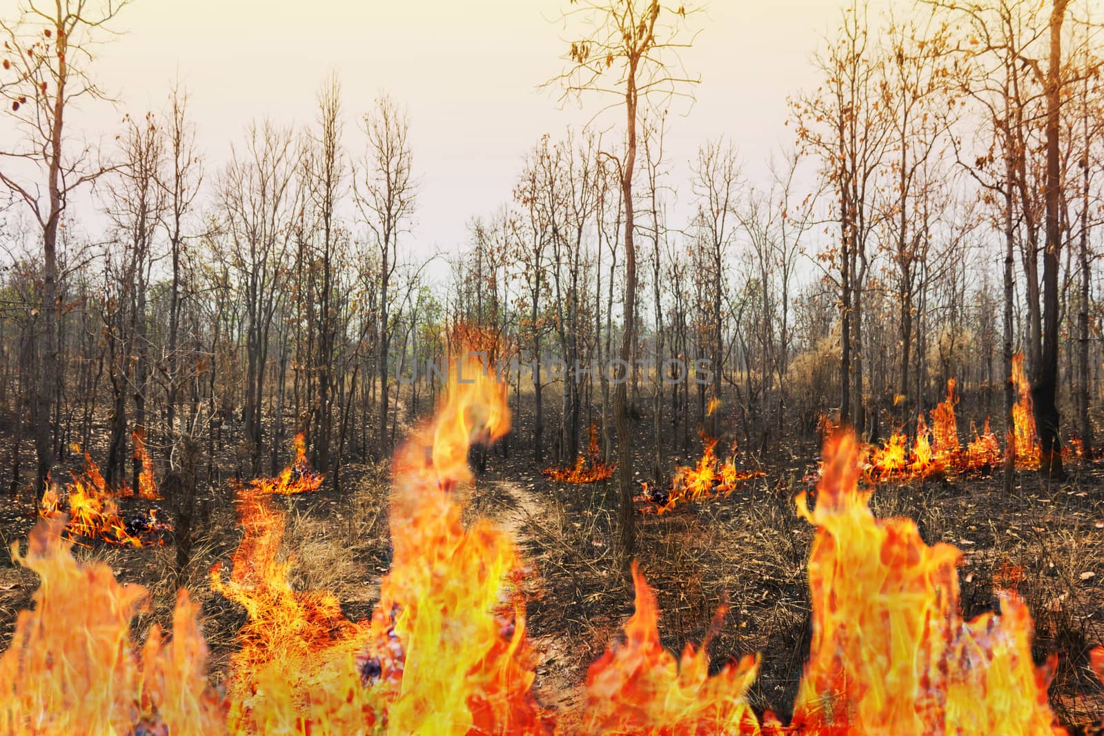 Wildfire at forest, burnt tree in flame