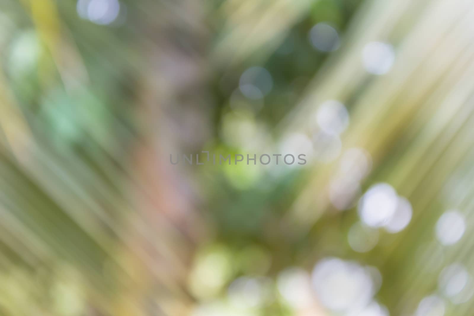Fresh soft nature green colour bokeh coconut bush tree and sunlight for abstract dreamy nature background