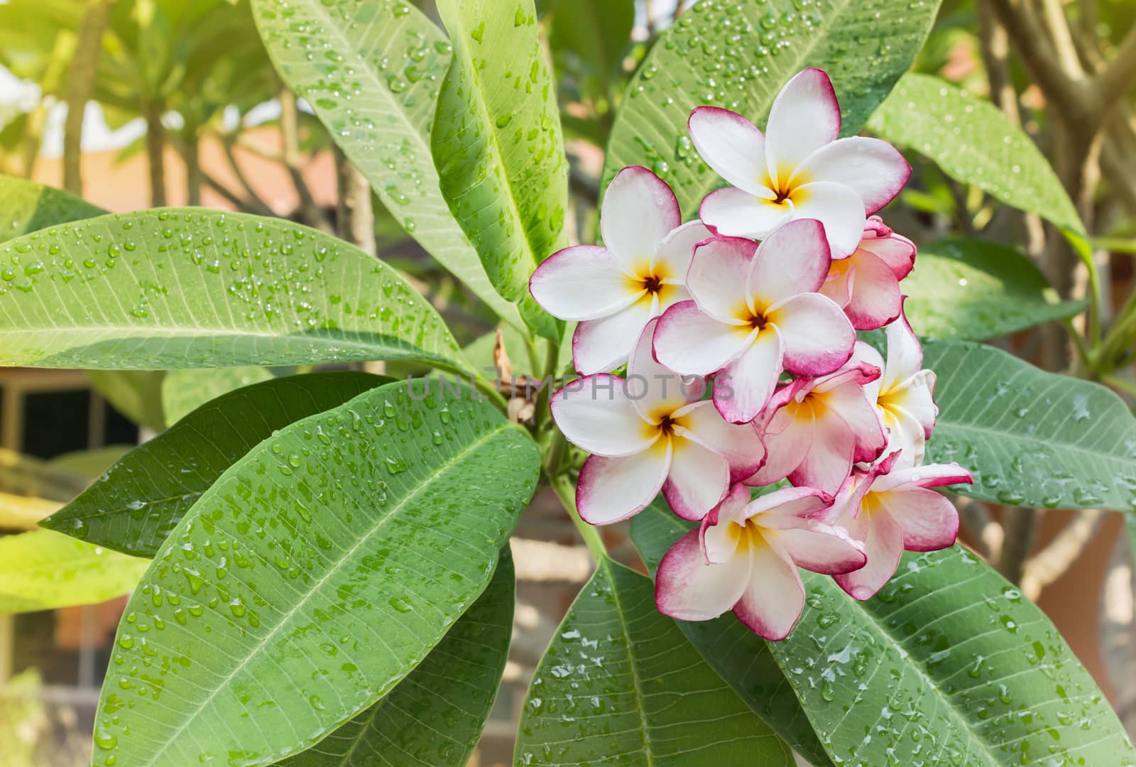 Beautiful sweet white pink yellow flower plumeria or frangipani tree in home garden with  happy morning mood 