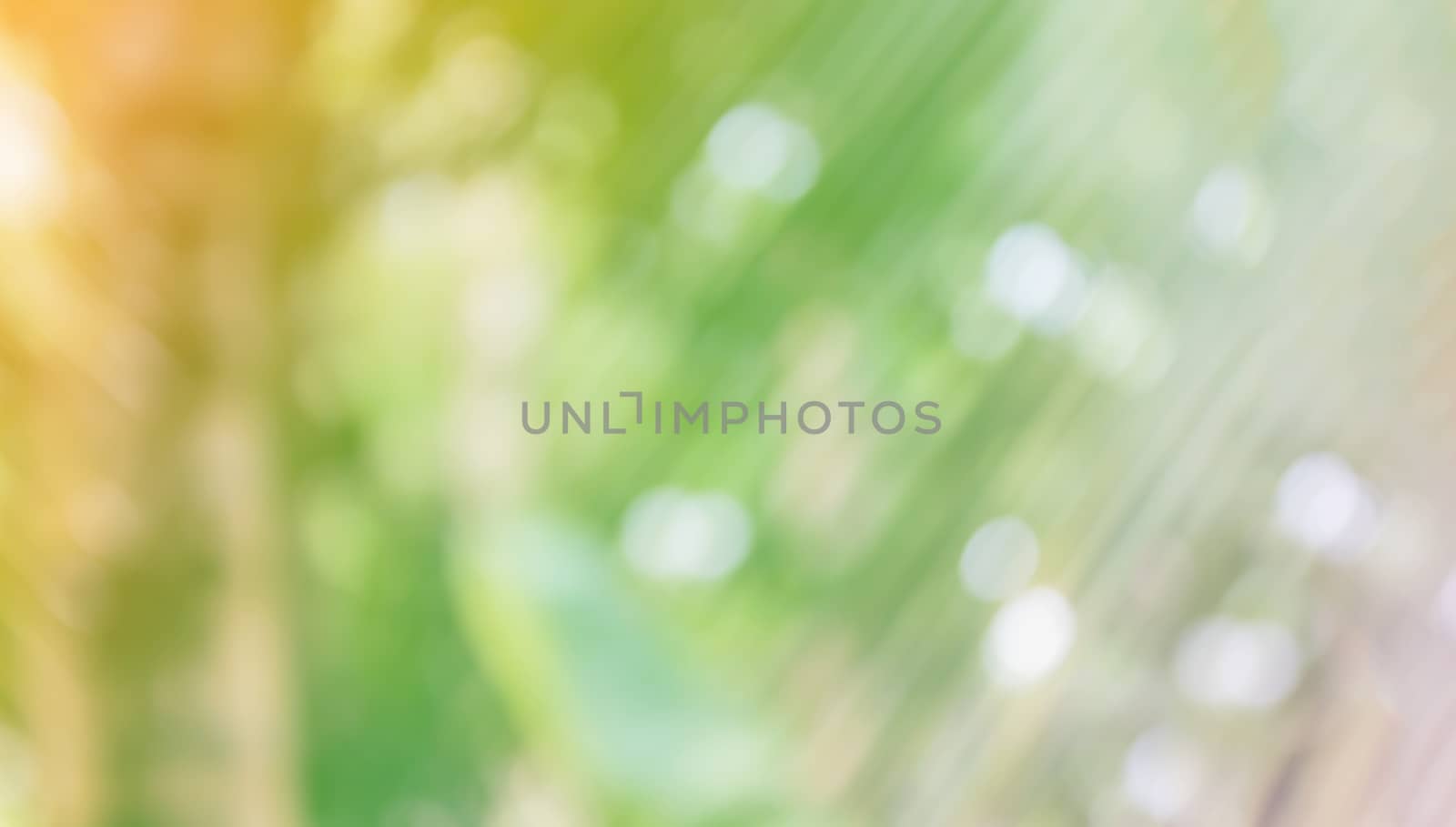 Fresh soft nature green colour bokeh coconut bush tree and sunlight for abstract nature background