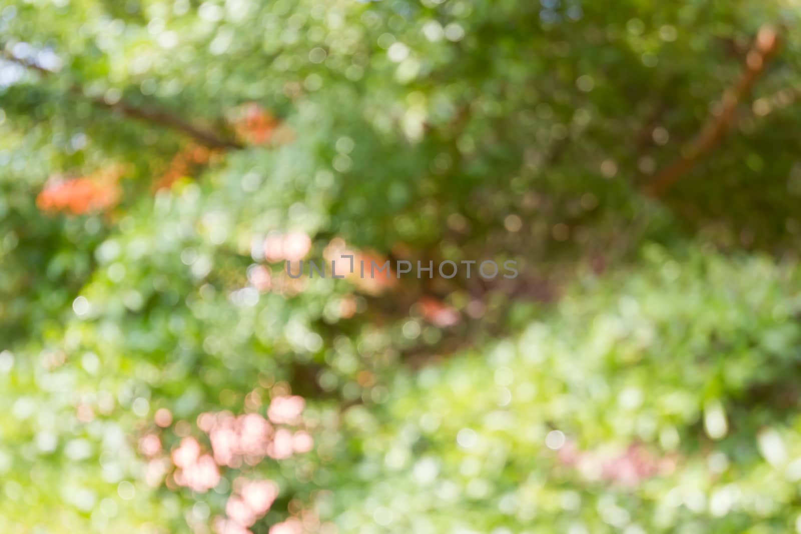 Fresh soft green colour bokeh bush tree and for abstract nature background