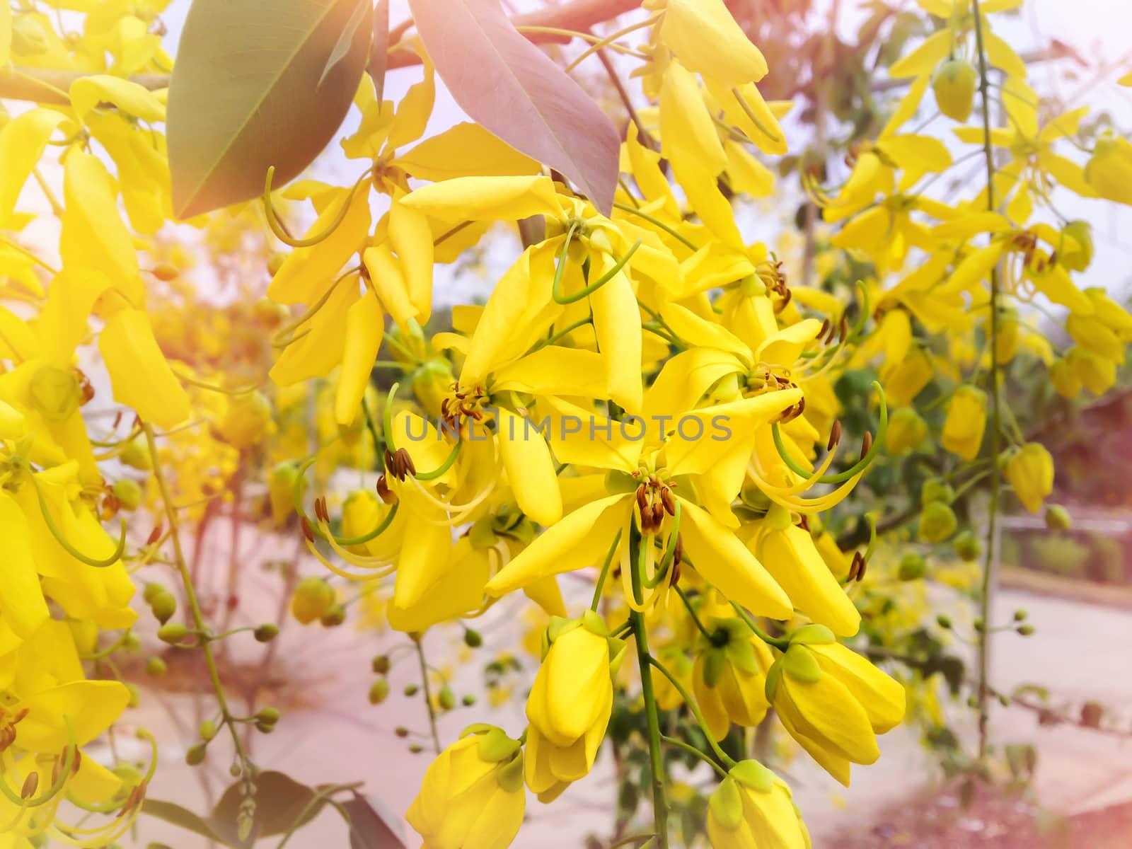 Flower Golden Shower Tree or Cassia fistula  yellow bunch in nature