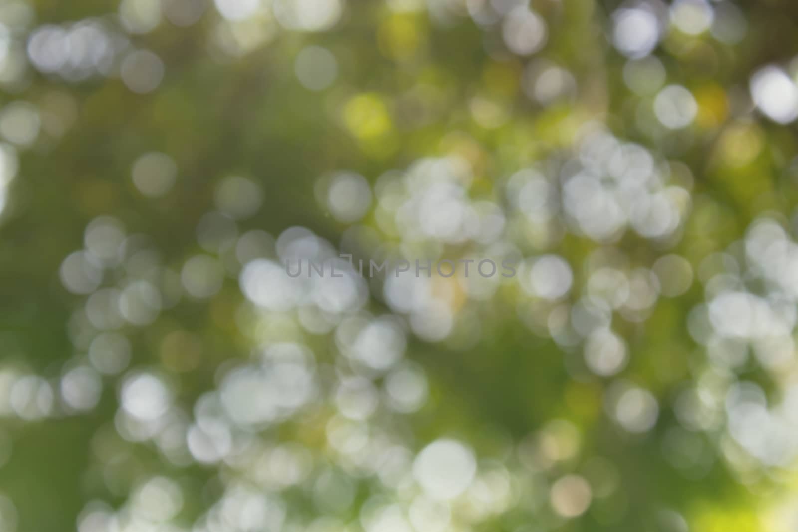 Fresh soft nature green colour bokeh bush tree and sunlight for abstract romantic background
