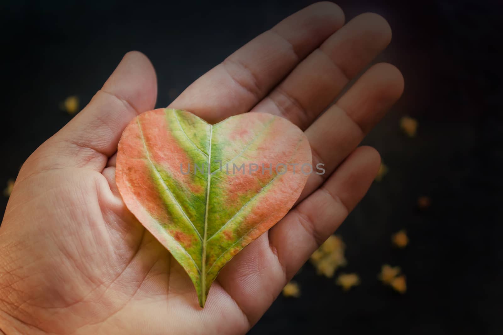 Heart shape leaf on hand in soft pink for sweet love concept background