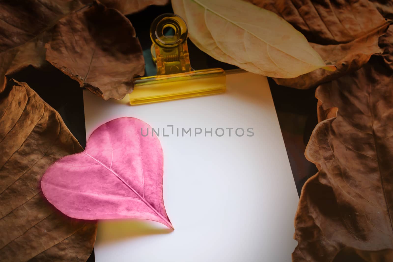 Sweet pink leaf on blank paper note and brown dry leaf for love and romantic valentine background 