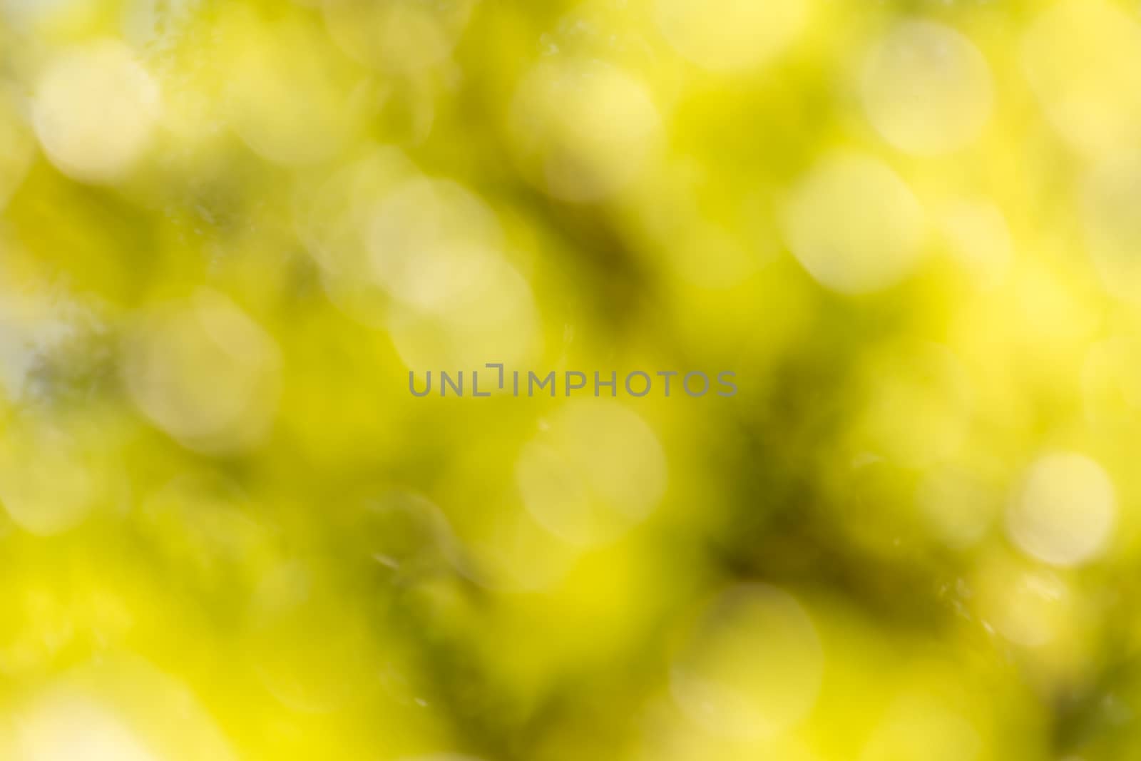 Fresh soft green colour bokeh bush tree and sunlight for abstract romantic background