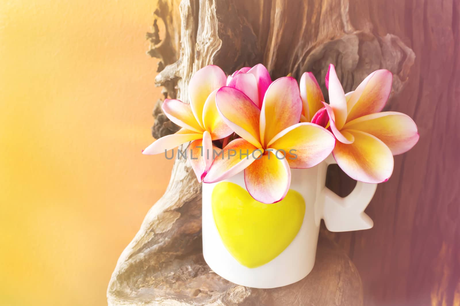 Pink yellow flower plumeria or frangipani in lovely heart pattern cup on timber