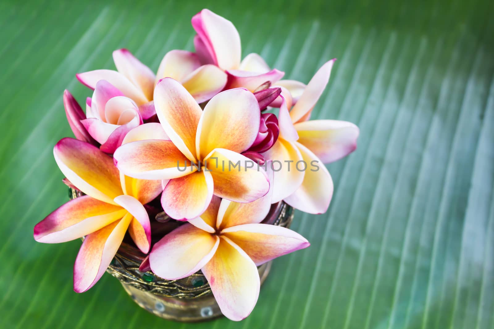 Beautiful flower plumeria or frangipani on fresh banana green leaf