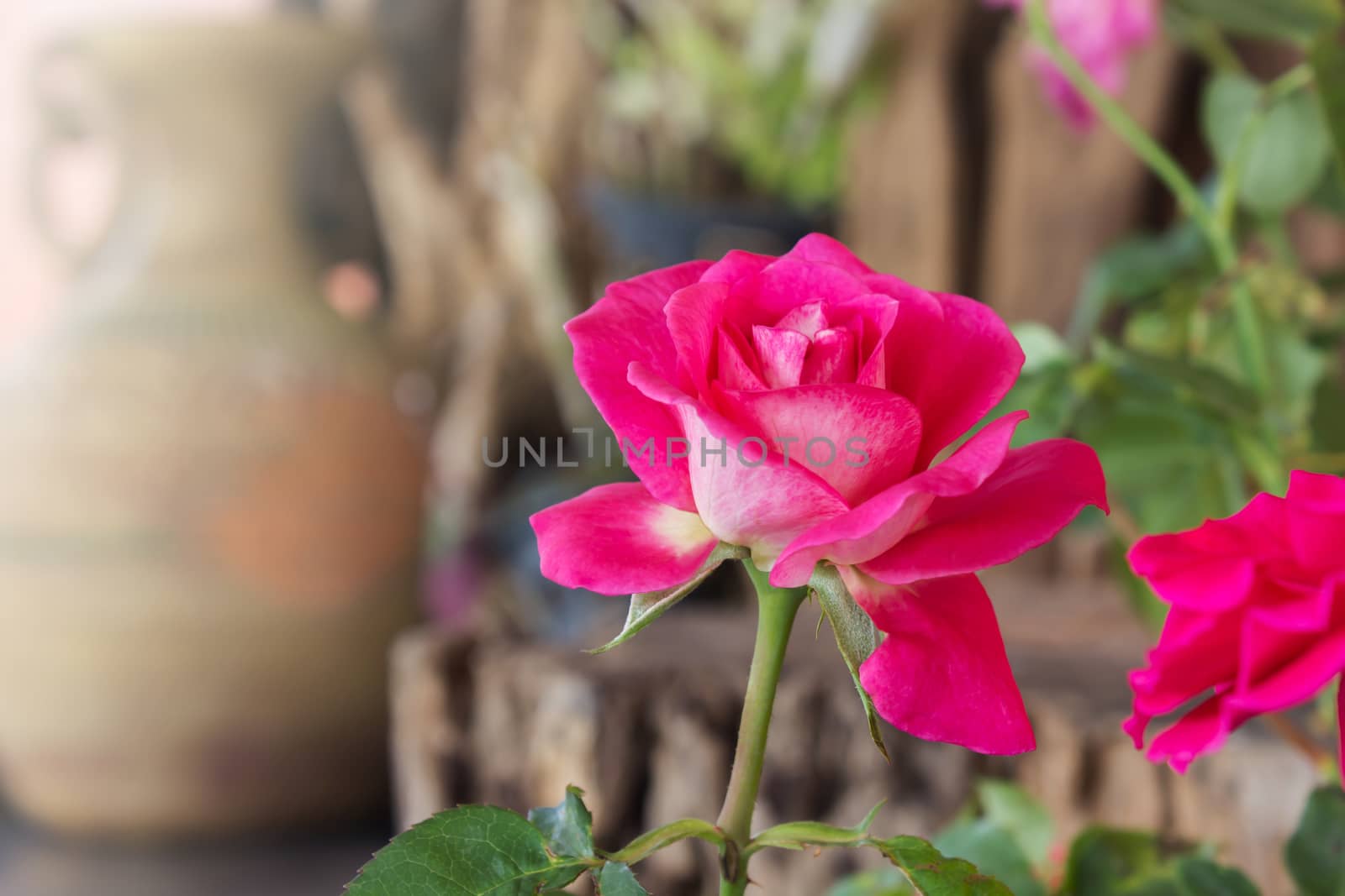 Beautiful sweet pink rose flower in nature