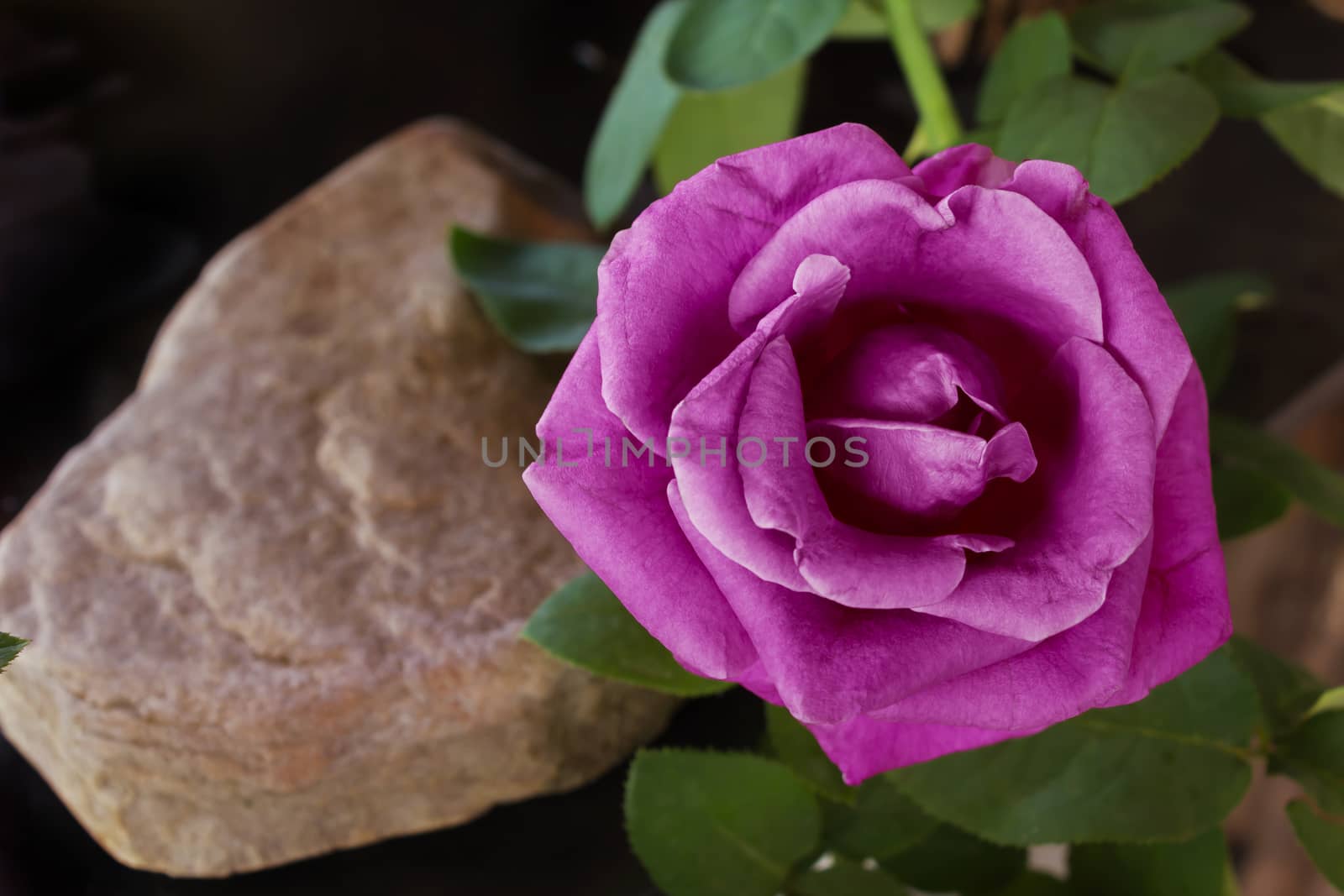 Violet perple rose flower with rock on dark background by KAZITAFAHNIZEER