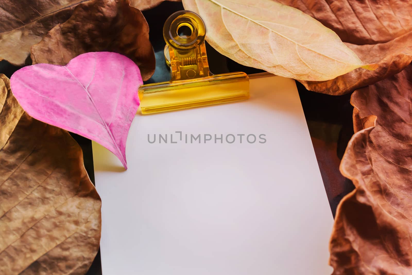 Heart shape pink leaf on blank paper note and brown dry leaf for love and romantic valentine background 