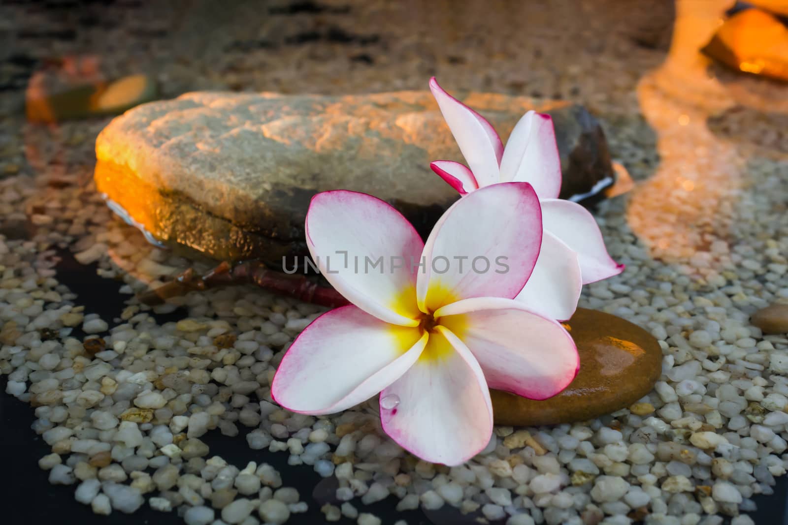 plumeria or frangipani on water and pebble rock by KAZITAFAHNIZEER