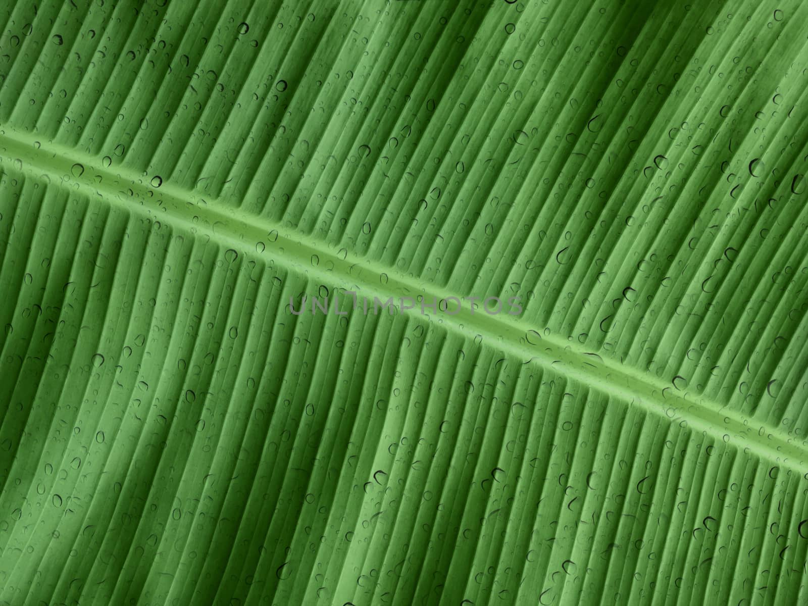 Banana leaf with water drop effect, fresh natural green background 