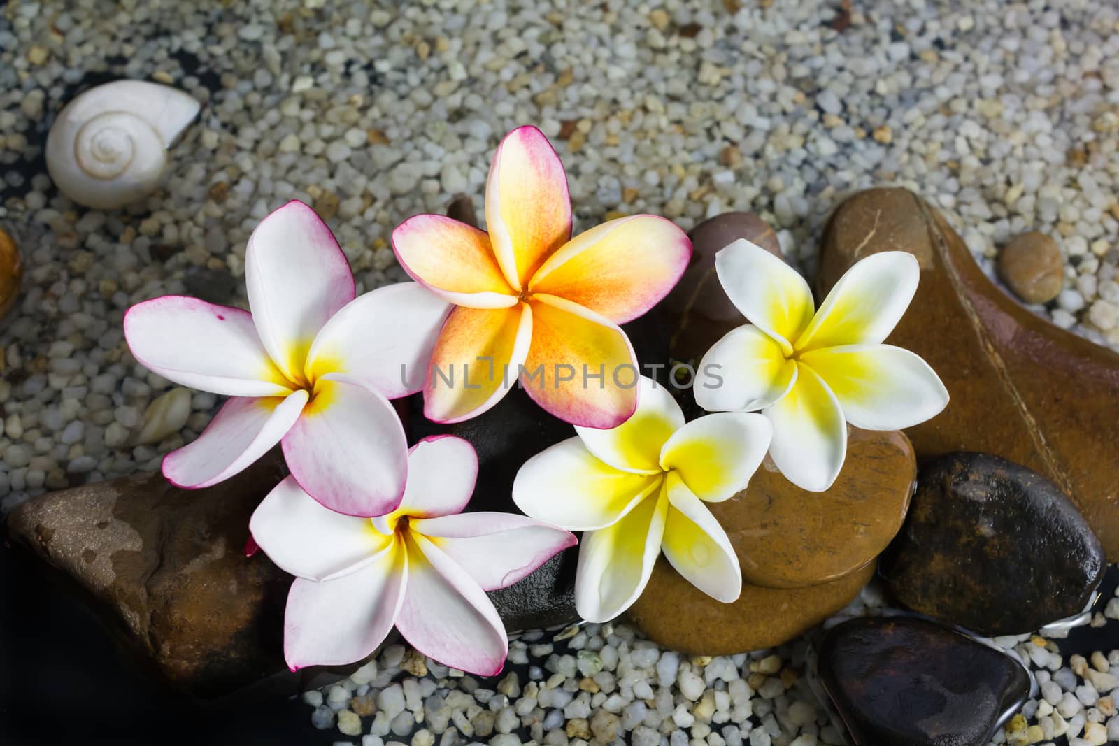 Relaxing and peaceful with flower plumeria or frangipani decorated on water and pebble rock in zen style for spa meditation mood