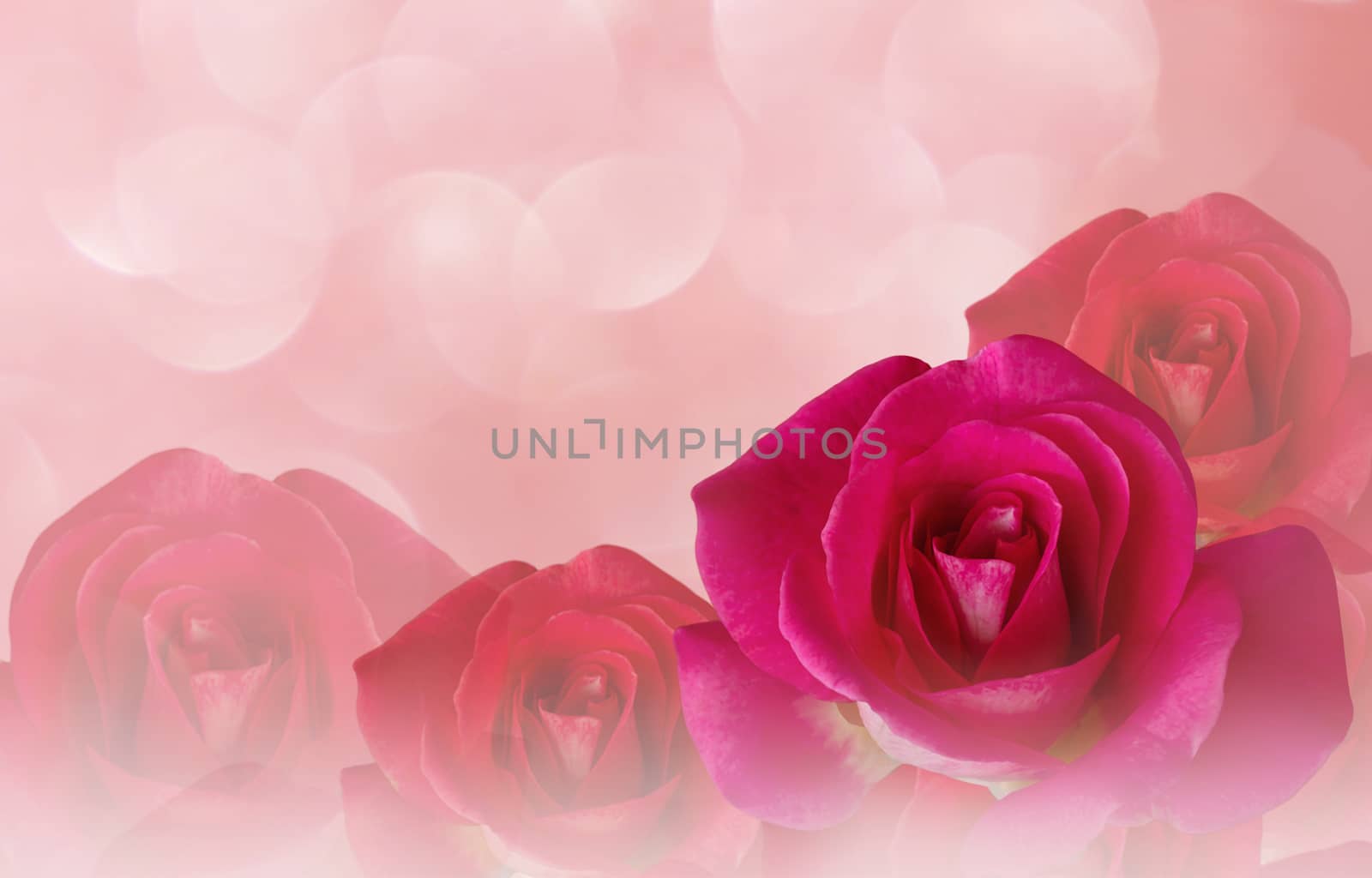 Romantic pink roses and water drop abstract pastel valentine bac by KAZITAFAHNIZEER