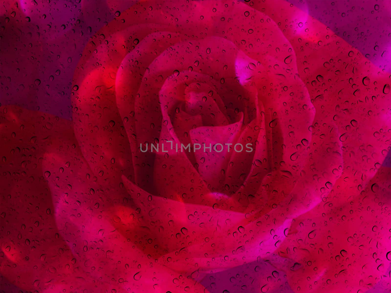 Romantic red rose with water drop on glass mirror plate for abstract valentine background