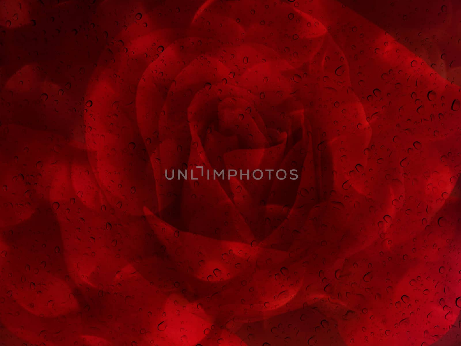 Romantic red rose with water drop on glass mirror plate for abstract valentine background