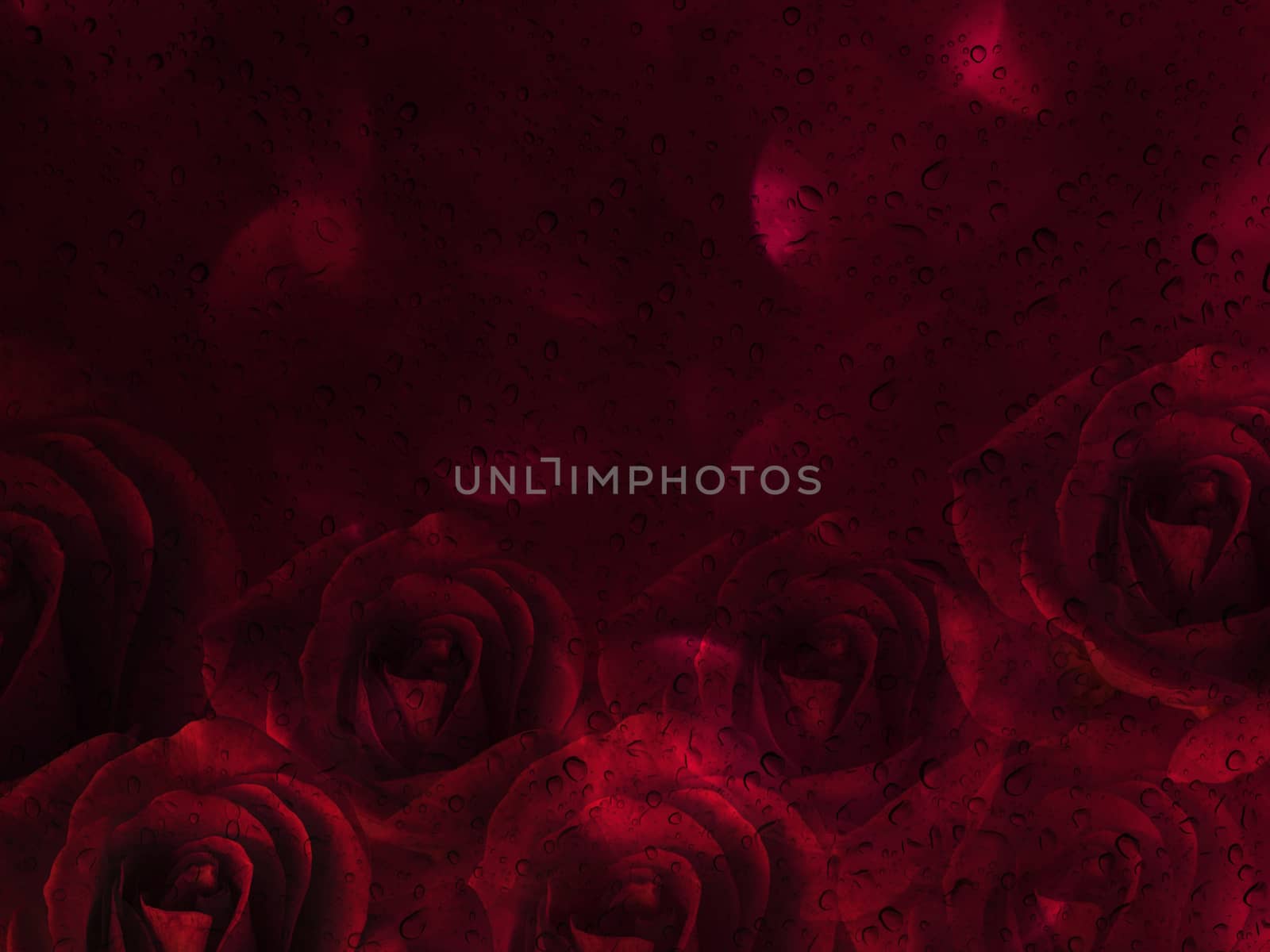 Romantic red roses and water drop abstract valentine background
