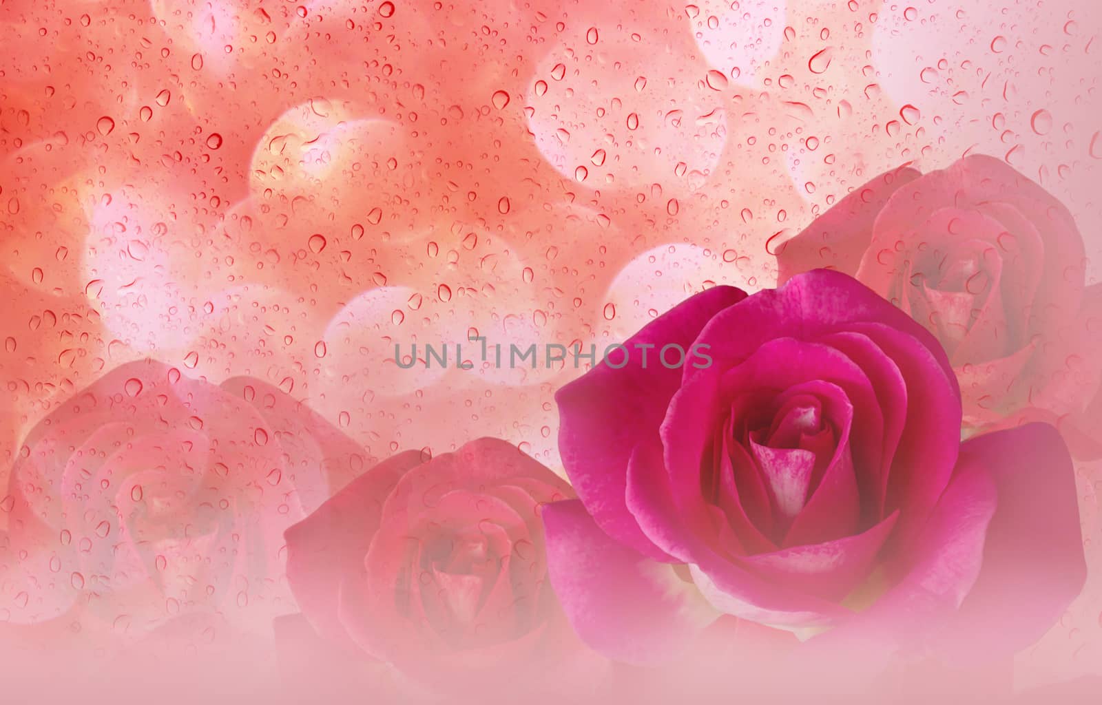Romantic pink roses and water drop abstract orange pastel valentine background