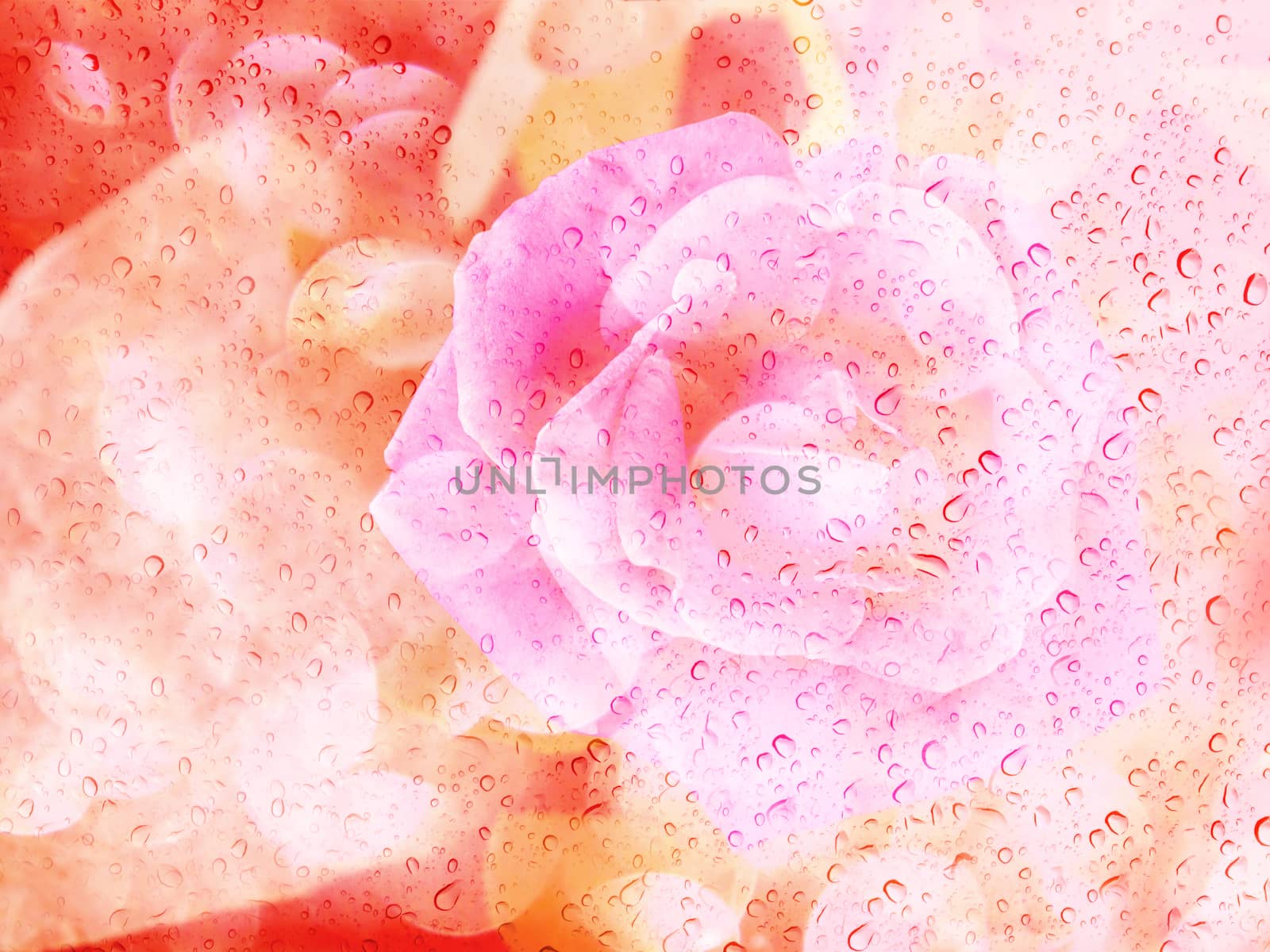 Romantic rose shadow with water drop on glass mirror plate for abstract valentine background