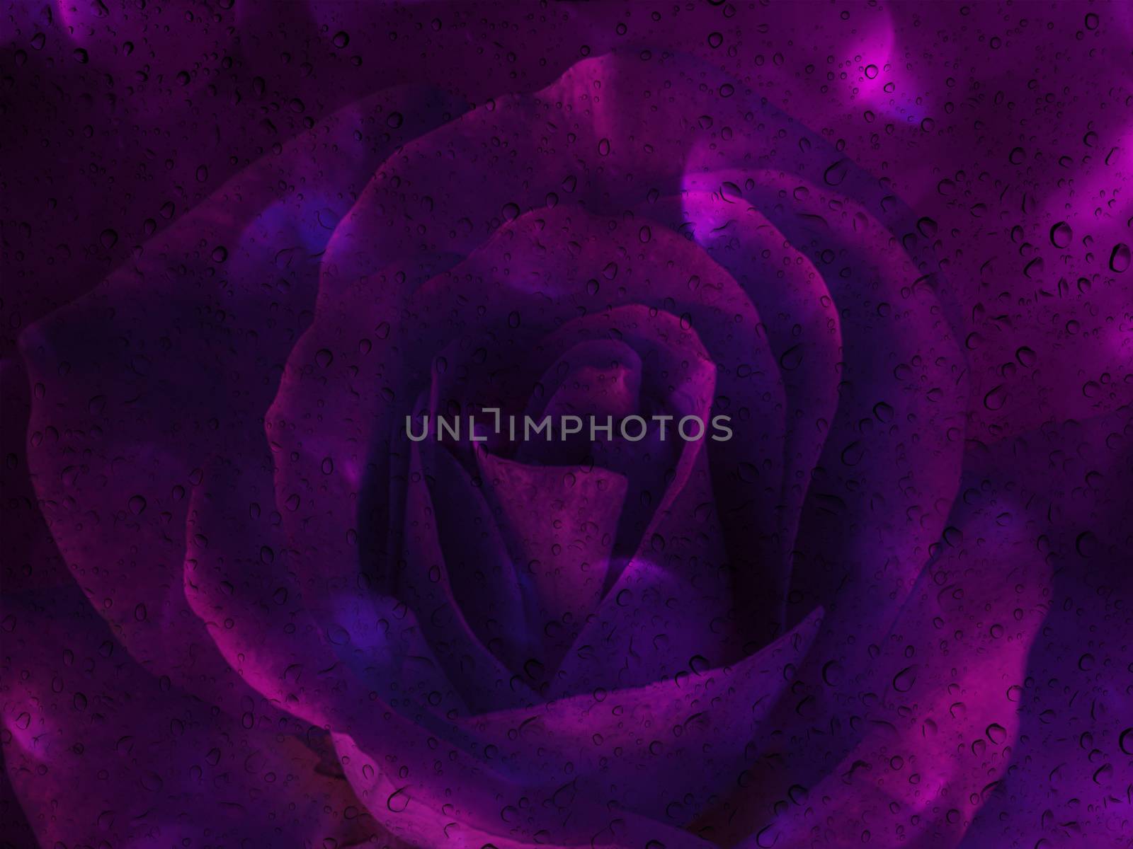 Romantic violet rose with water drop on glass mirror plate for abstract valentine background