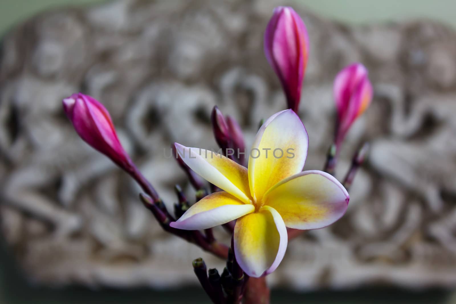 Beautiful flower plumeria or frangipani in Asia  boutique style background