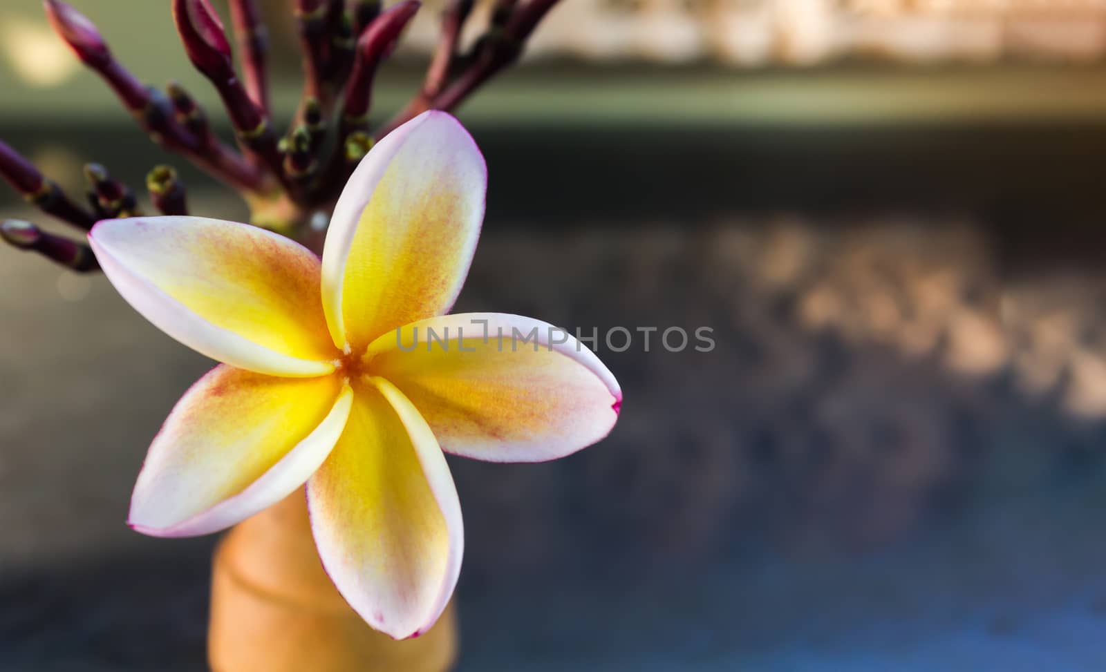 Lovely yellow flower frangipani in soft mood and relax by KAZITAFAHNIZEER