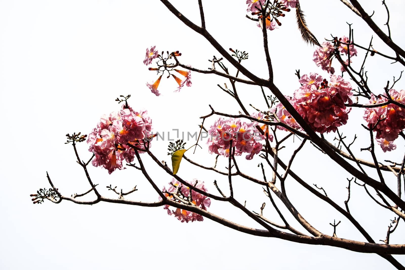 Pink trumpet tree flower blooming on white background