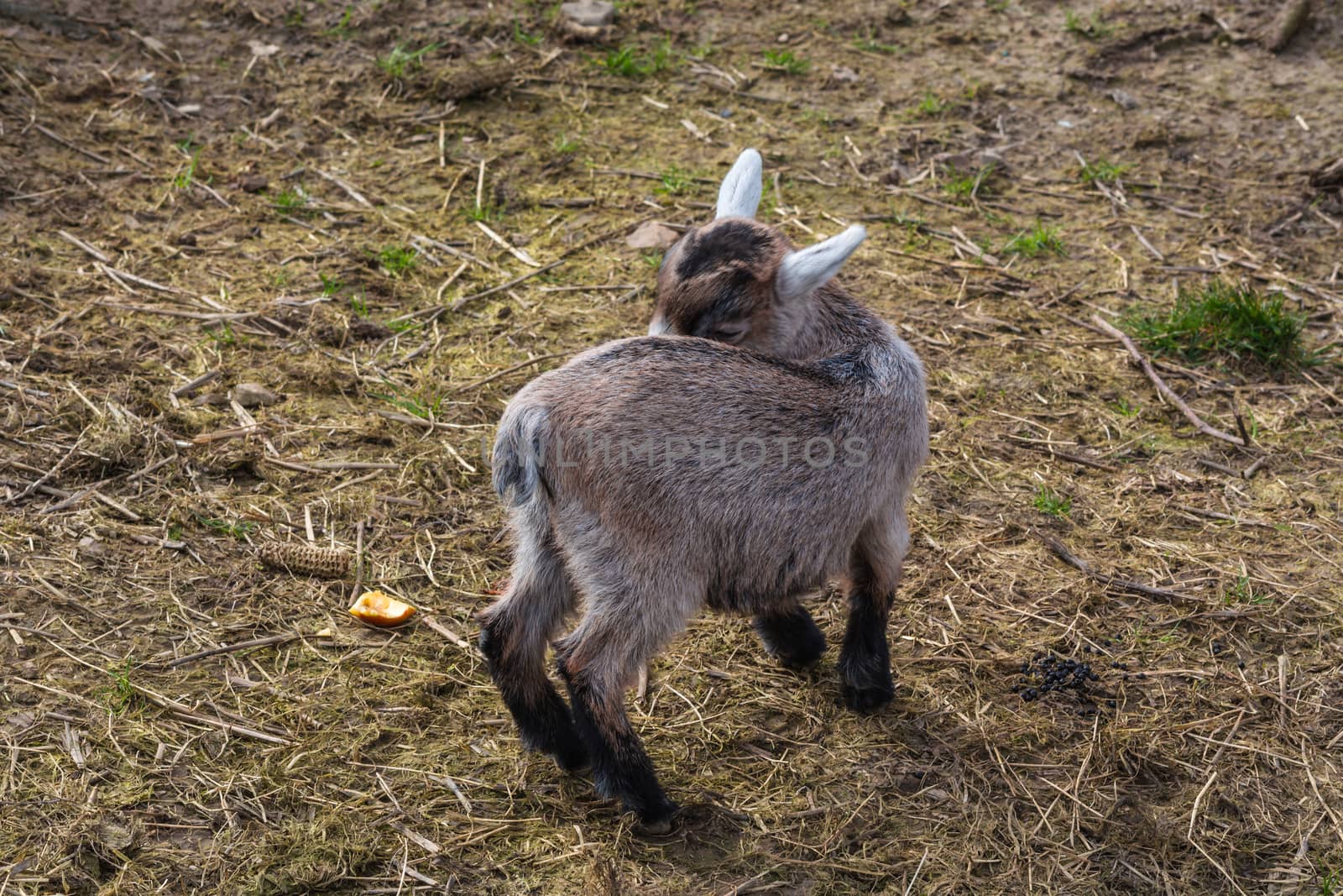 Goat on a pasture by JFsPic