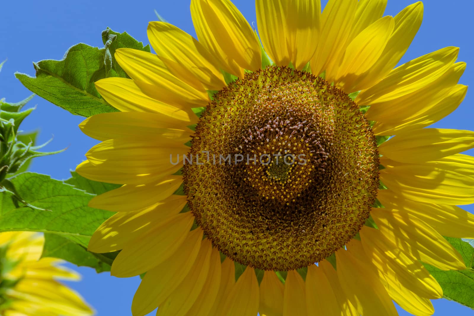 Detail of a beautiful sunflower on the sky