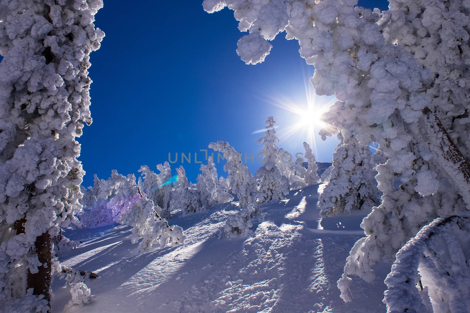 Snow covered trees in the sunshine, following heavy snowfall, Mammoth Mountain, California, United States