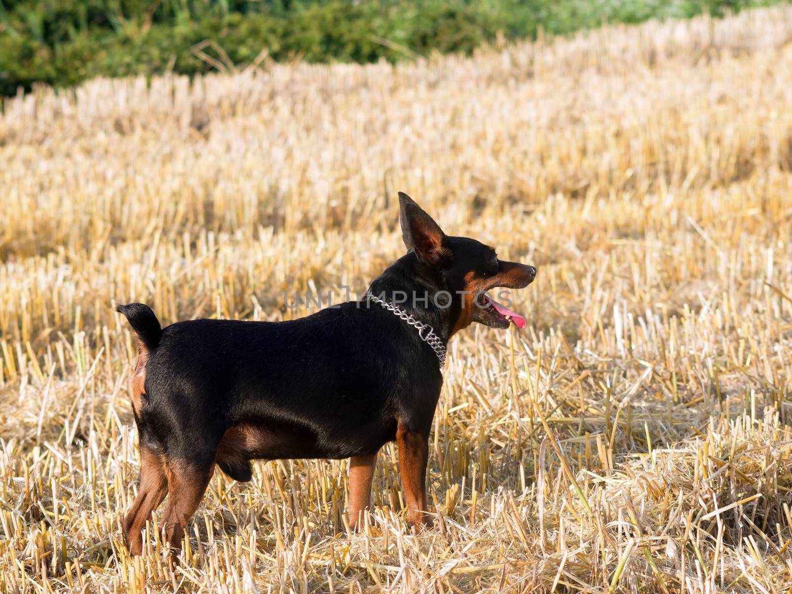 The German Pinscher dwarf the stubble hunt.