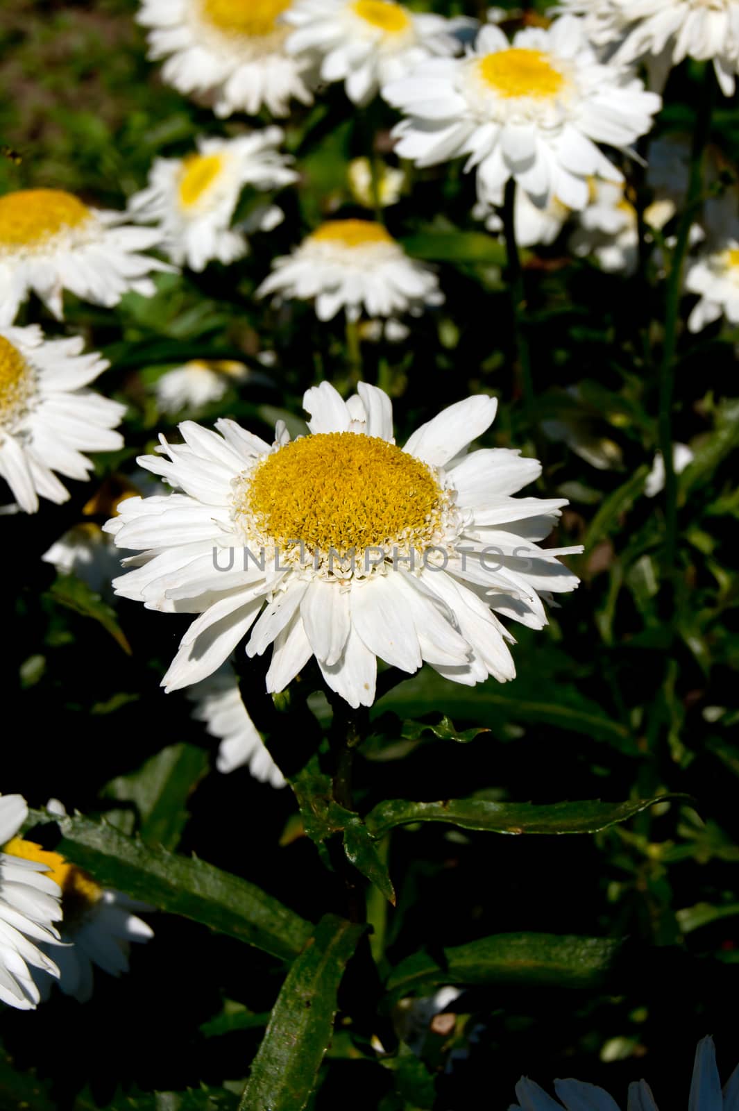 The summer daisy. by dadalia