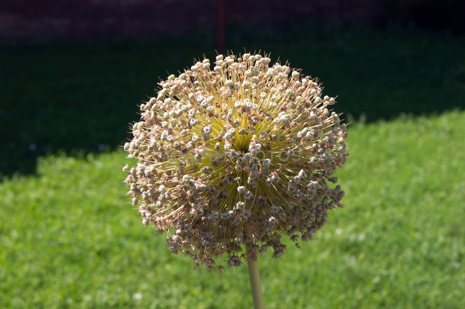 Giant Ornamental onion (Allium giganteum) by dadalia