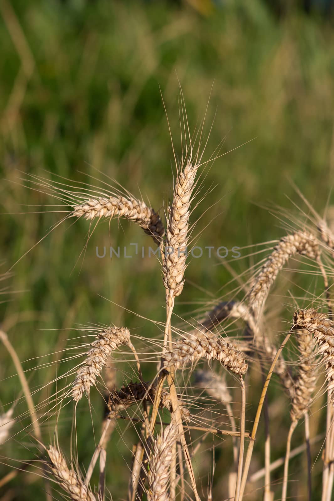 Wheat (Triticum aestivum L.) is the most important grain.