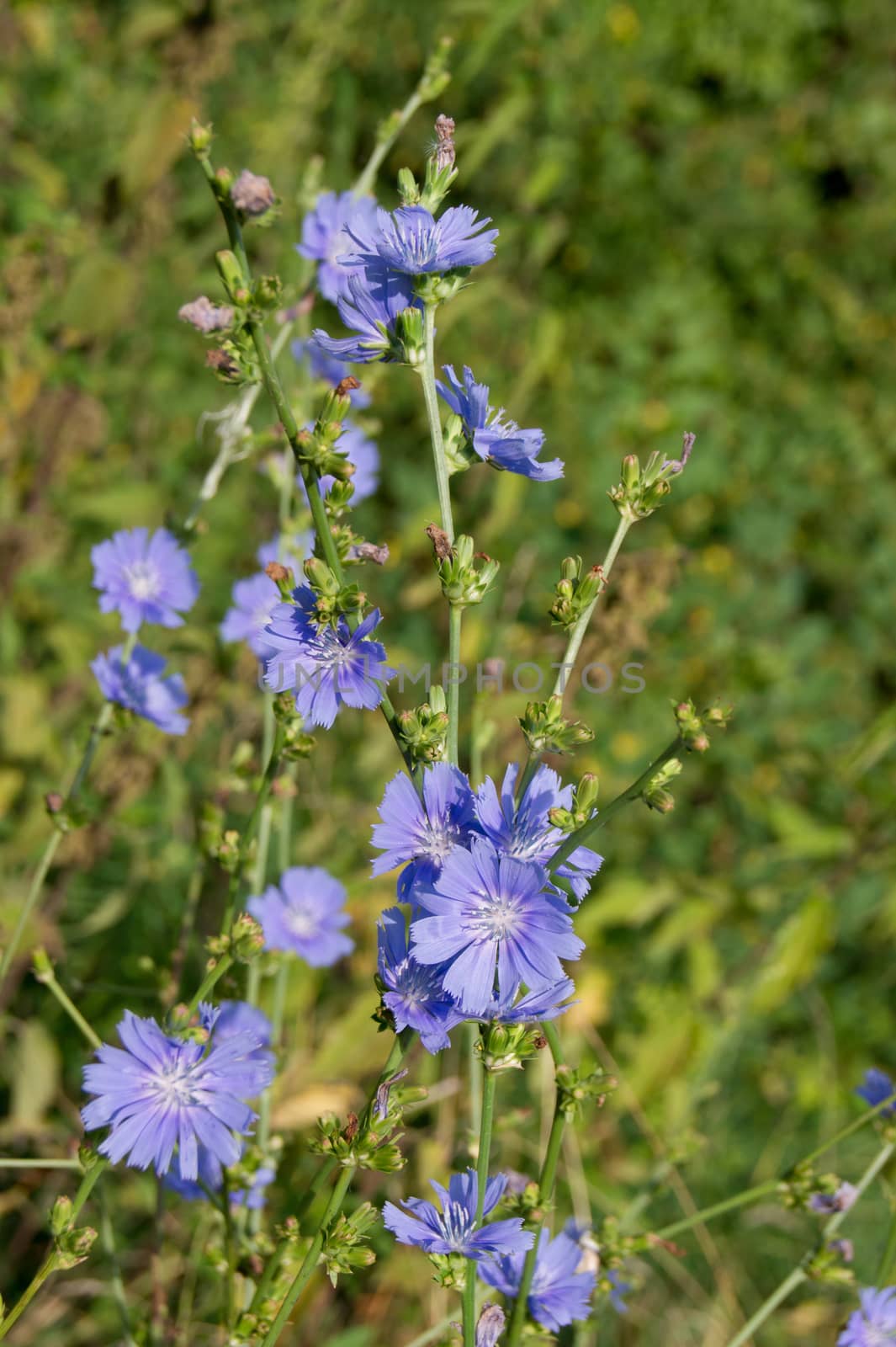 The chicory (Cichorium intybus) fields, ditches plants.