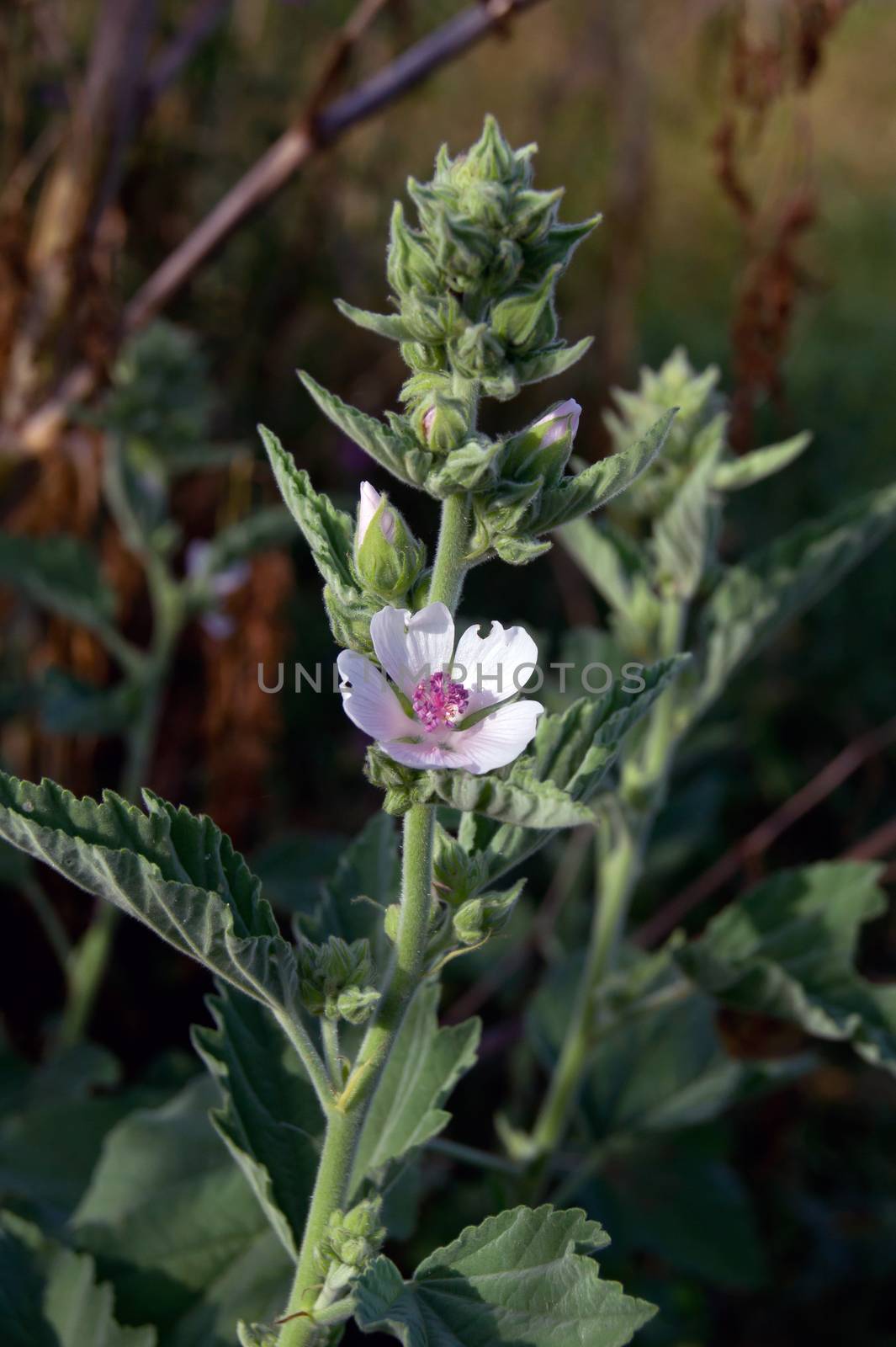 Marshmallow (Althaea officinalis) is a natural healing process.