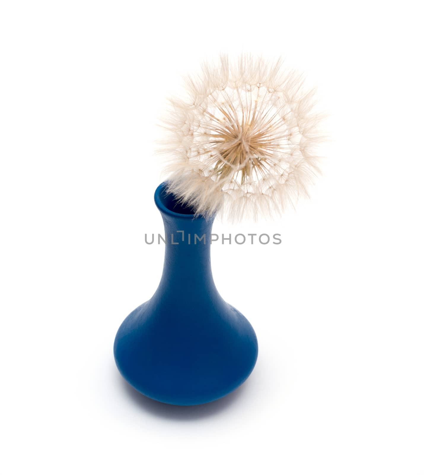 dandelion flower in vase isolated on a white background by DNKSTUDIO