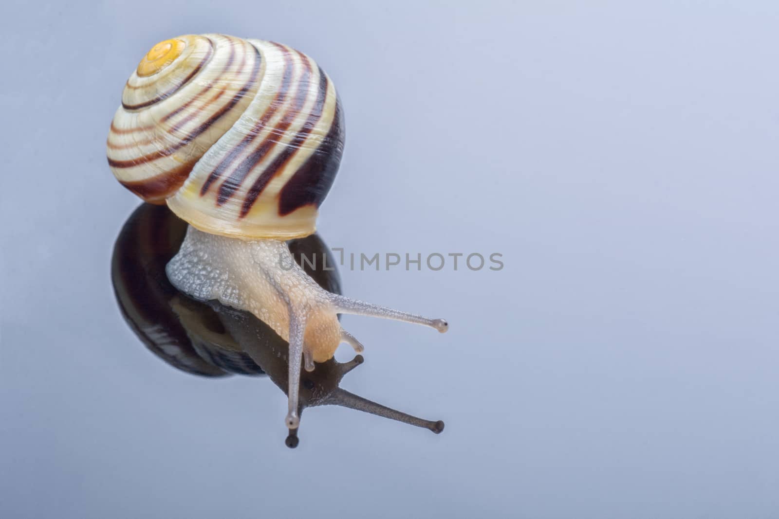 Small snail isolated on a grey background