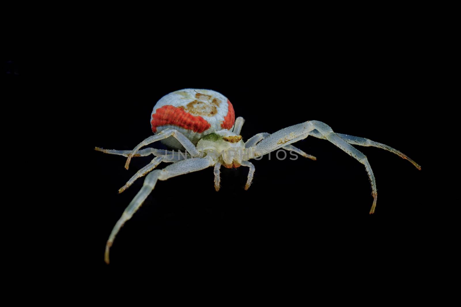 White spide isolated on a black background