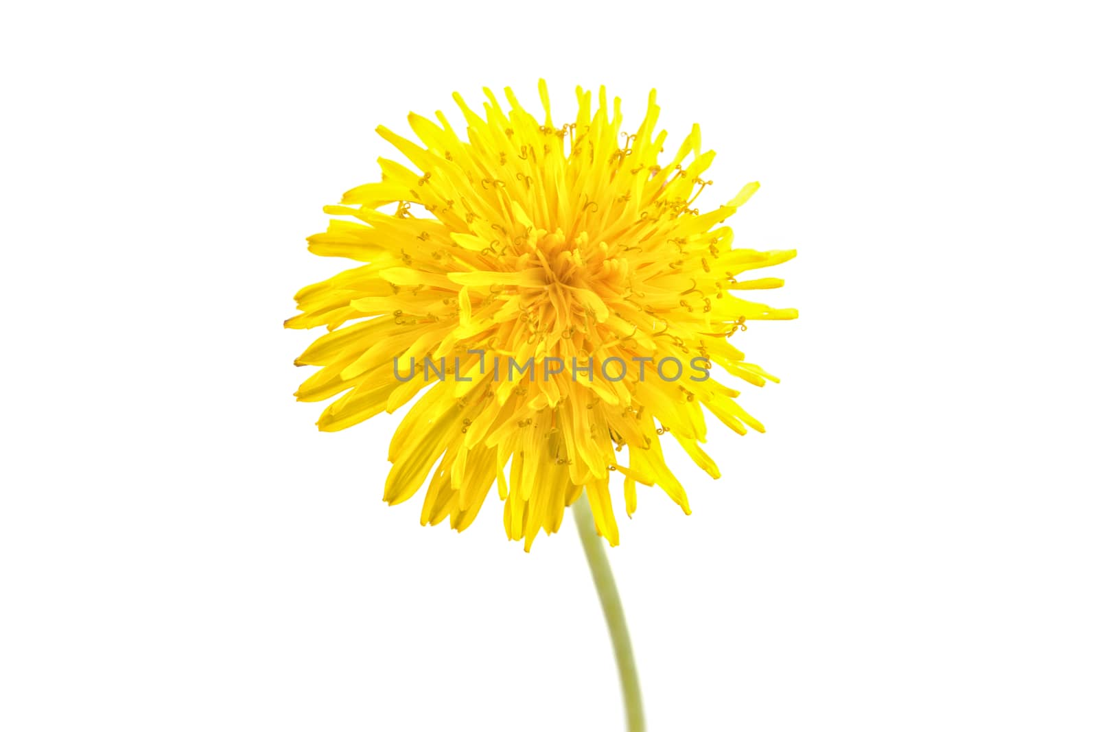 Dandelion flower isolated on a white background