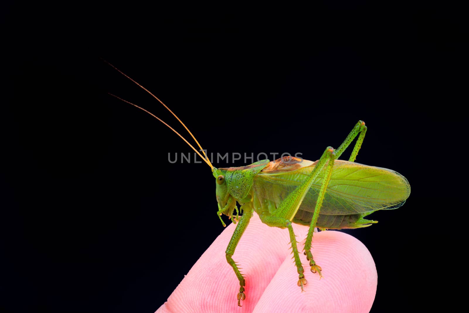 Green grasshopper on hand isolated on a black background