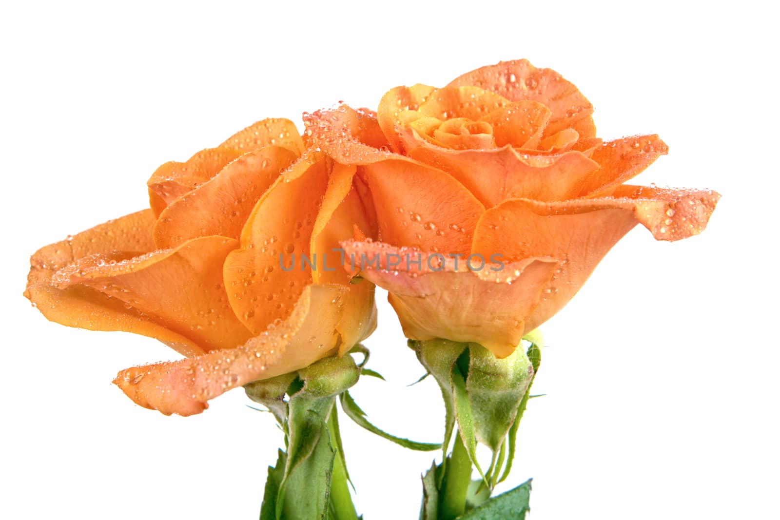 Orange roses isolated on a white background