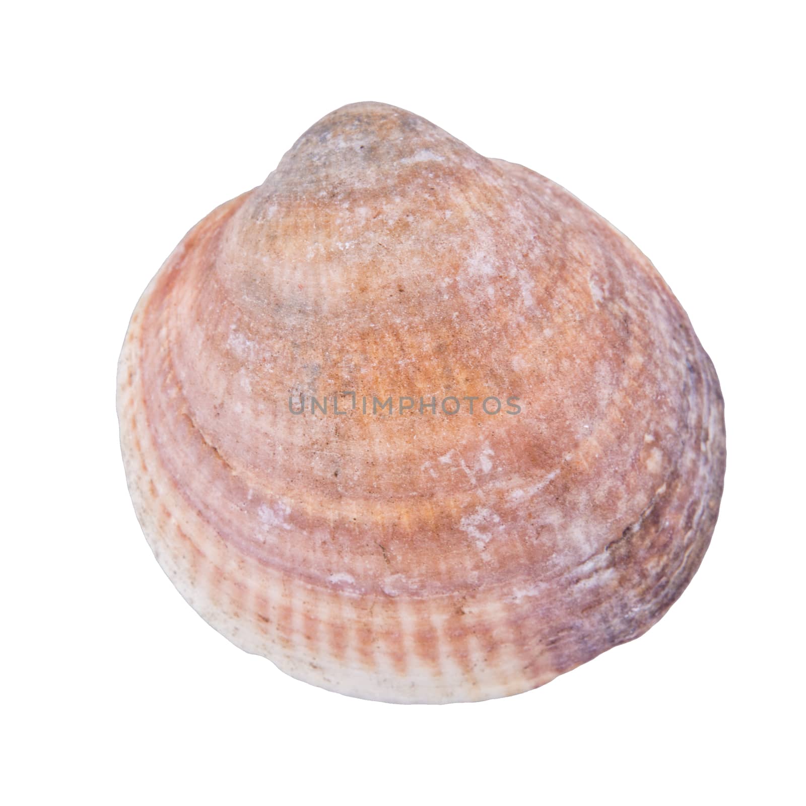 Sea shell isolated on a white background