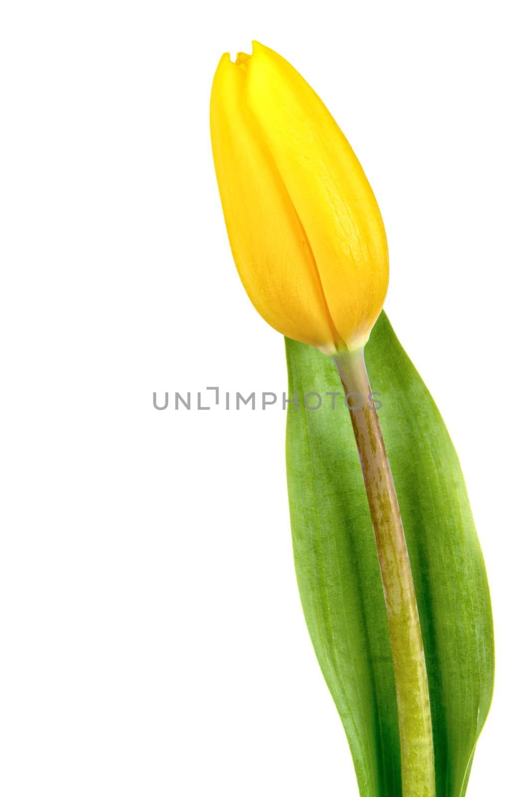 Yellow tulip isolated on white background