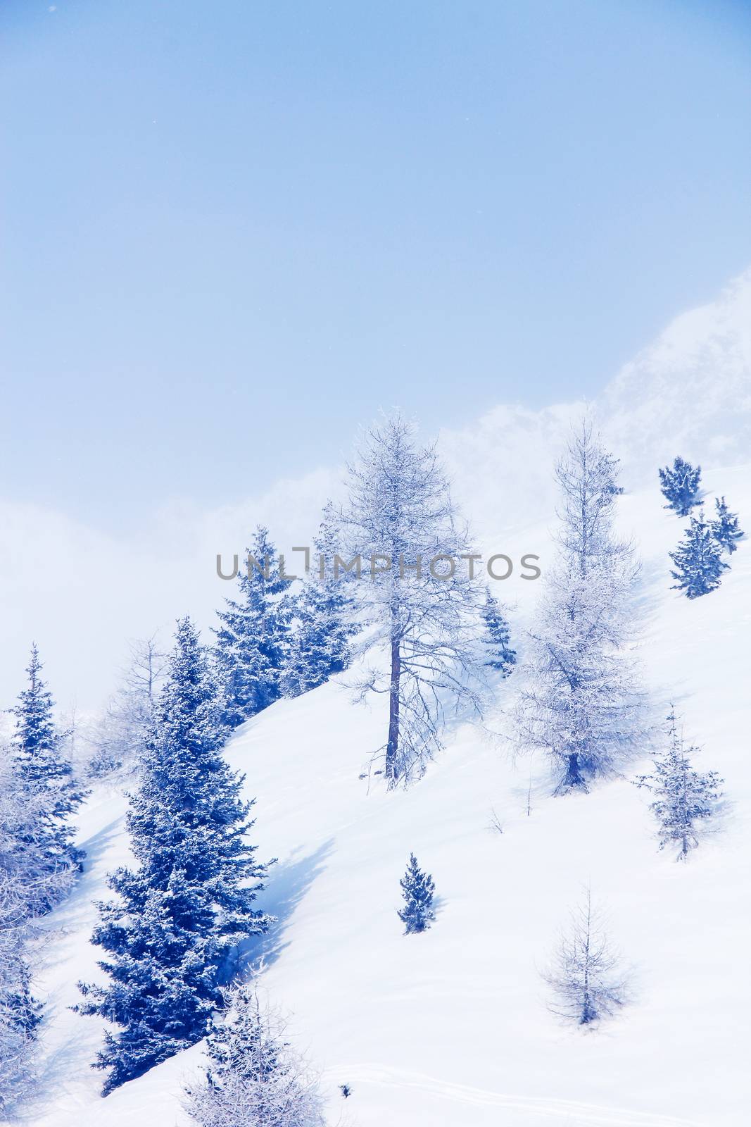 Winter forest in mountains by destillat