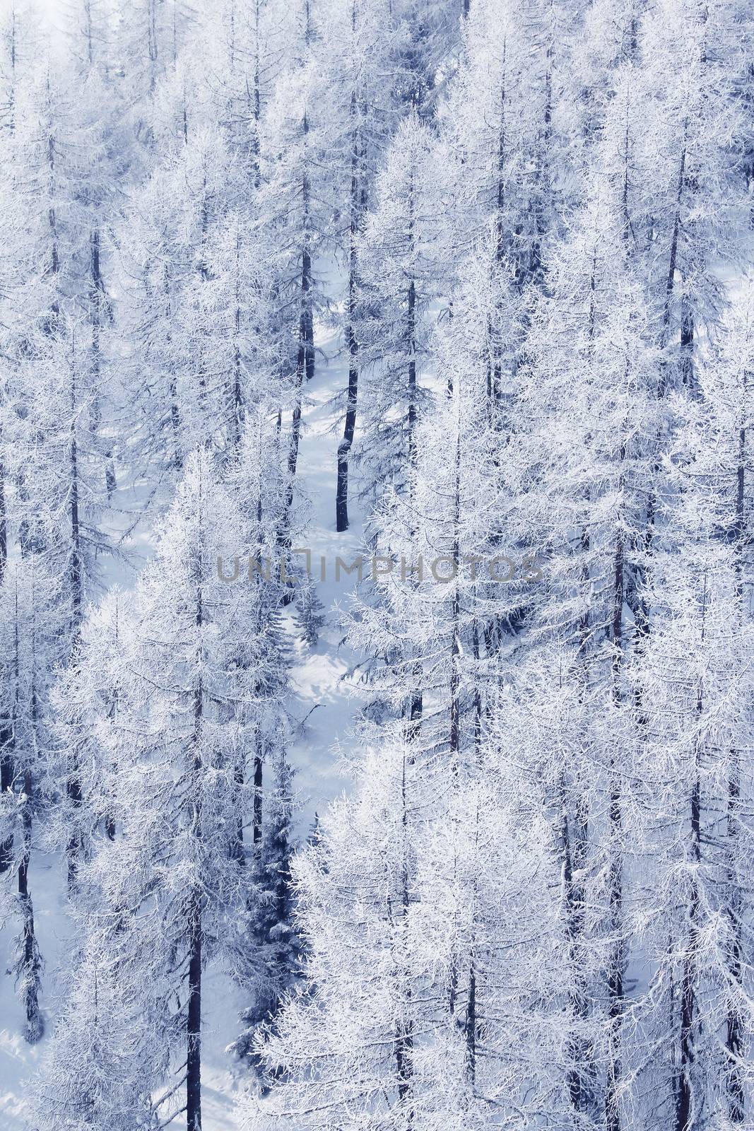 Winter forest in mountains by destillat
