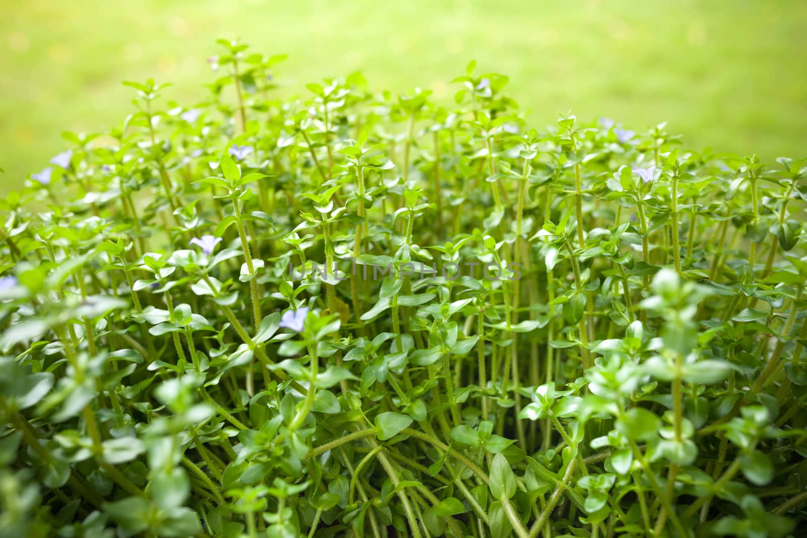 Natural green background with selective focus.